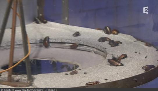 Les animaux de Fort Boyard - Les blattes et les cafards