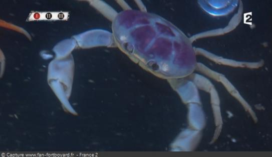 Les animaux de Fort Boyard - Les crabes