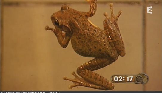 Les animaux de Fort Boyard - Les grenouilles