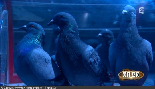 Les animaux de Fort Boyard - Les pigeons