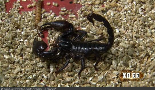 Les animaux de Fort Boyard - Les scorpions