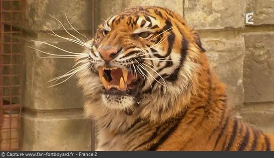 Les animaux de Fort Boyard - Les tigres