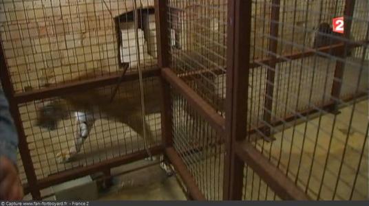 Cellules-coulisses de Fort Boyard - Fauverie en cellule 005 (2015)