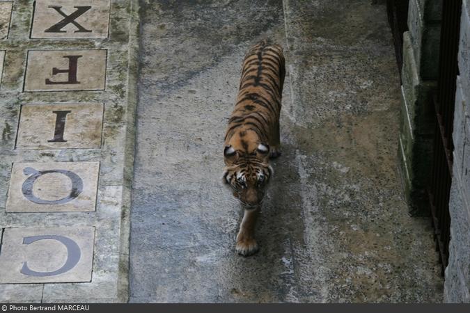 En passant à proximité de la Salle du Trésor, les feulements des tigres se font entendre